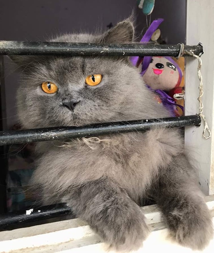 eyes