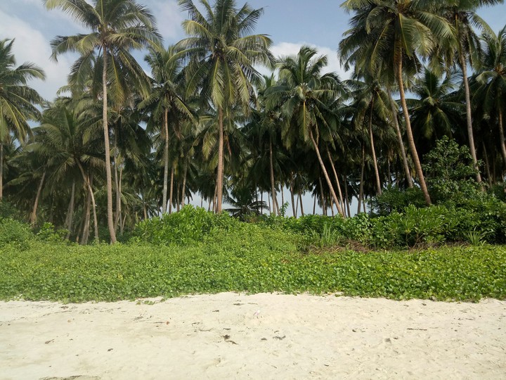 island life