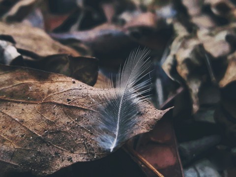 Naturaleza.