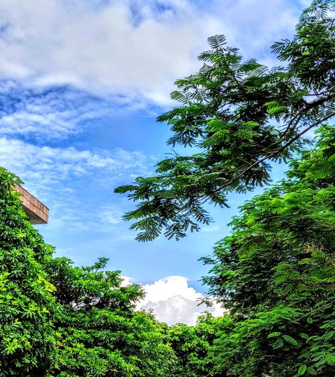 Blue sky and greenery