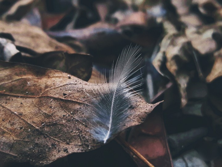 Naturaleza.