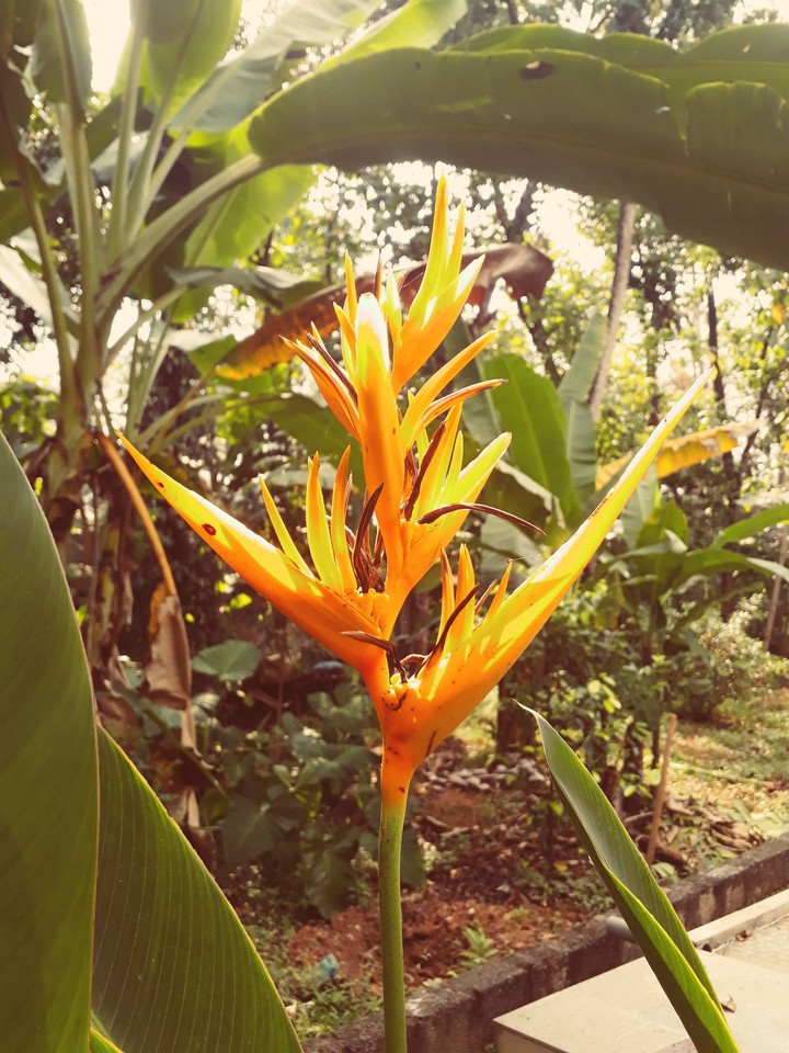 flower