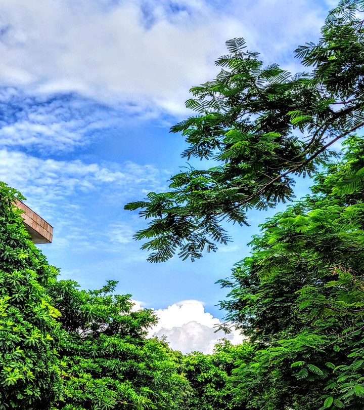Blue sky and greenery