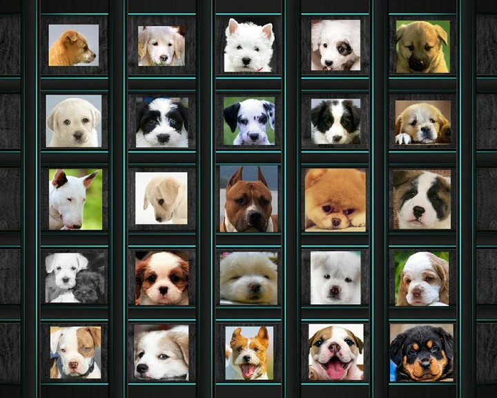 Dogs