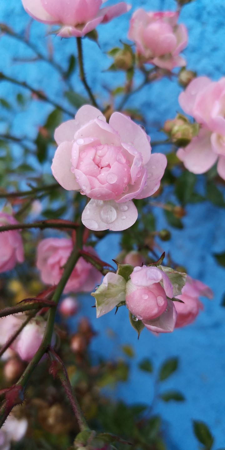 Rosa Rosenblüten
