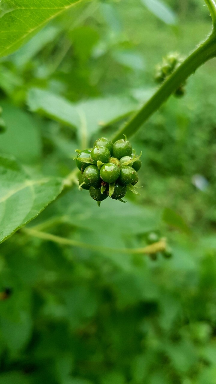 fruit