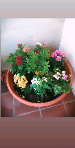 fiori