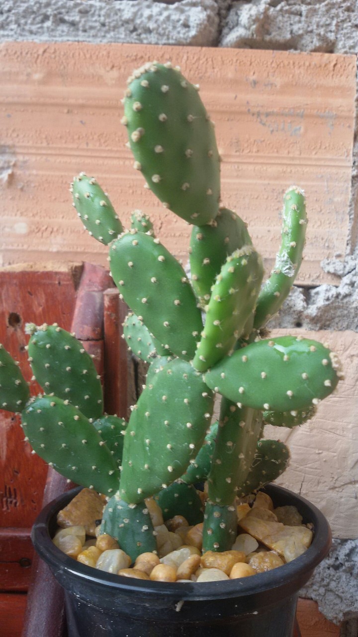 cacto