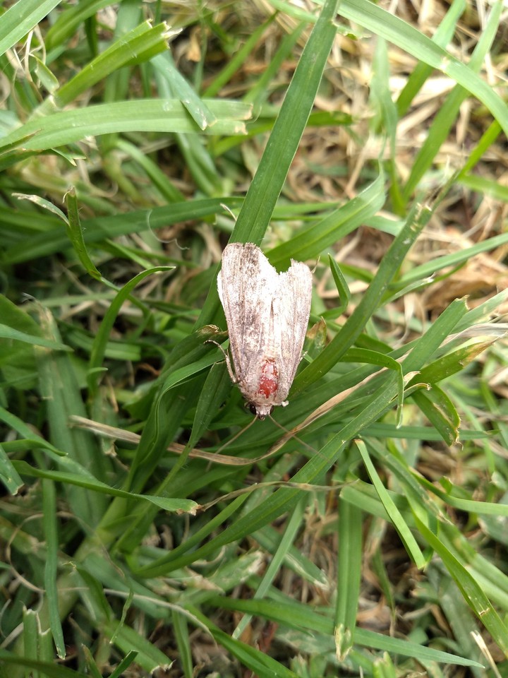 insect eyes