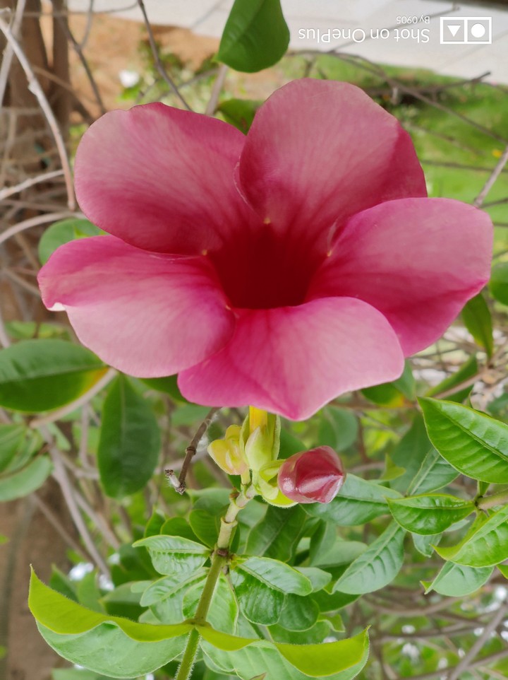 Red Flower