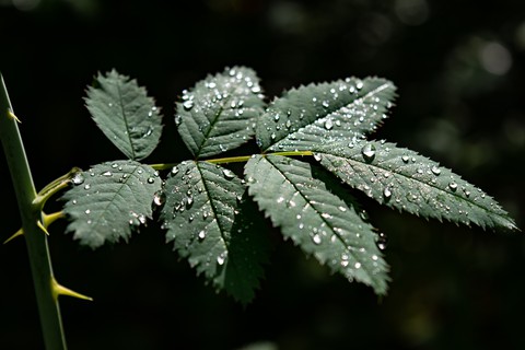 Afternoon Dew