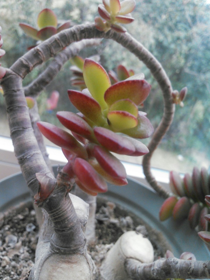 Cool Succulent