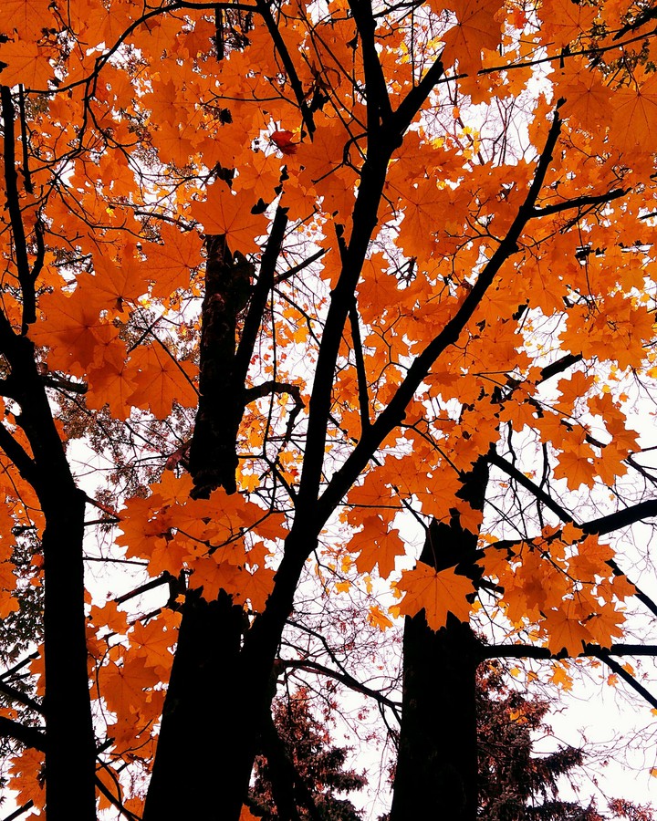 autumn season