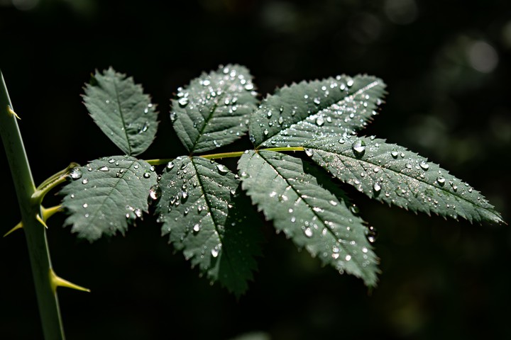 Afternoon Dew