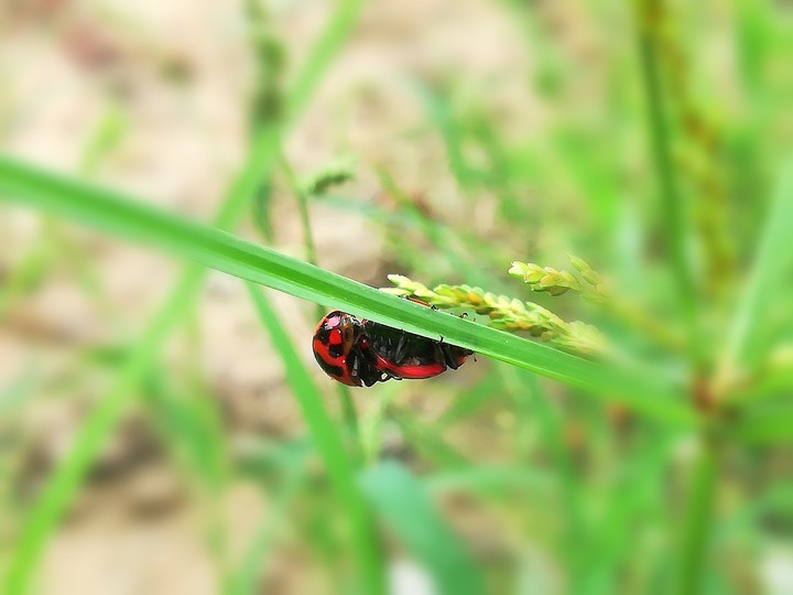 NFT Photography - https://www.facebook.com/Sapan333farhan/
