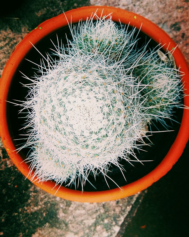 cactus 