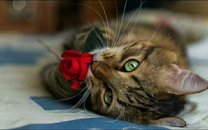 кот 