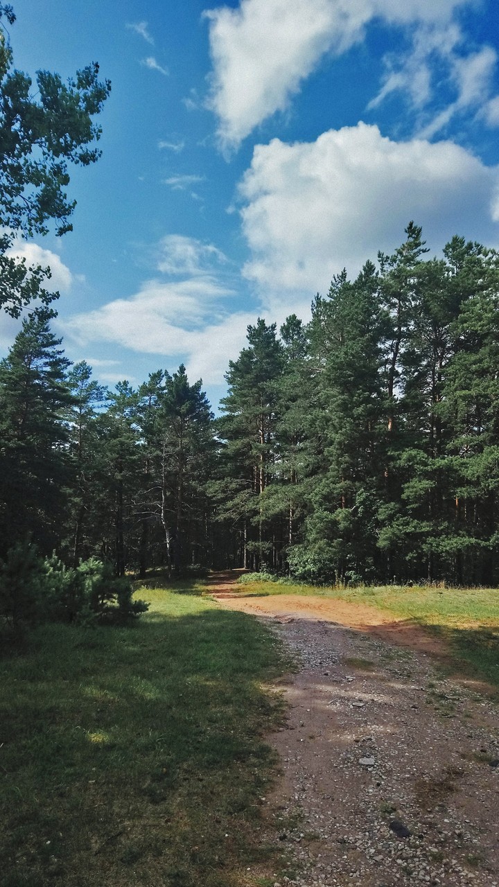 Lost in Latvian forest.