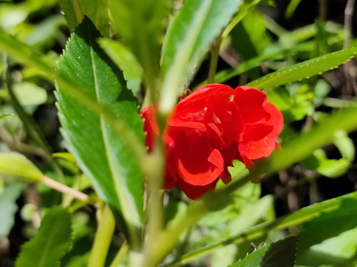 Balsam