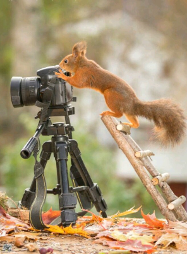 A photographer gopher