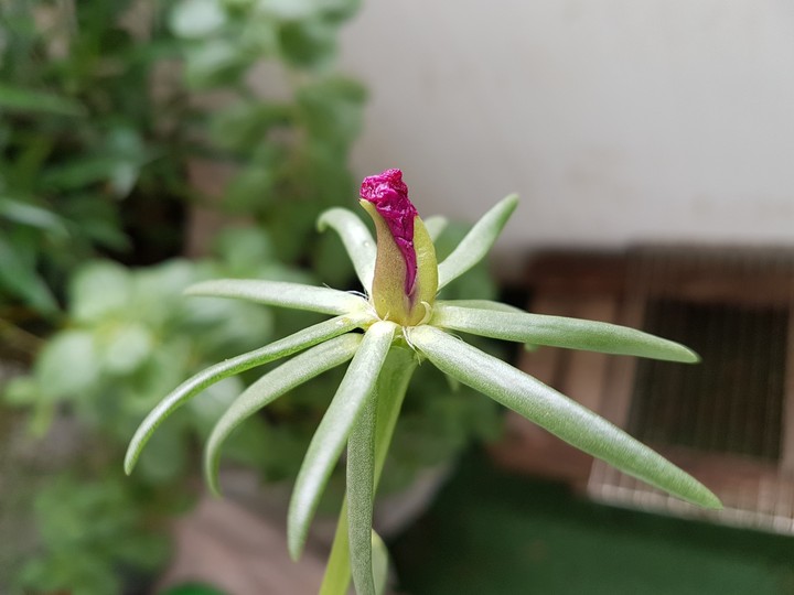 Natureza