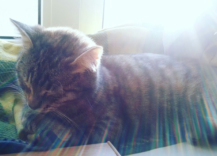 #sweetcat