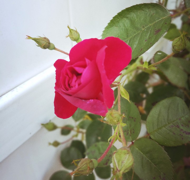 rasa roja