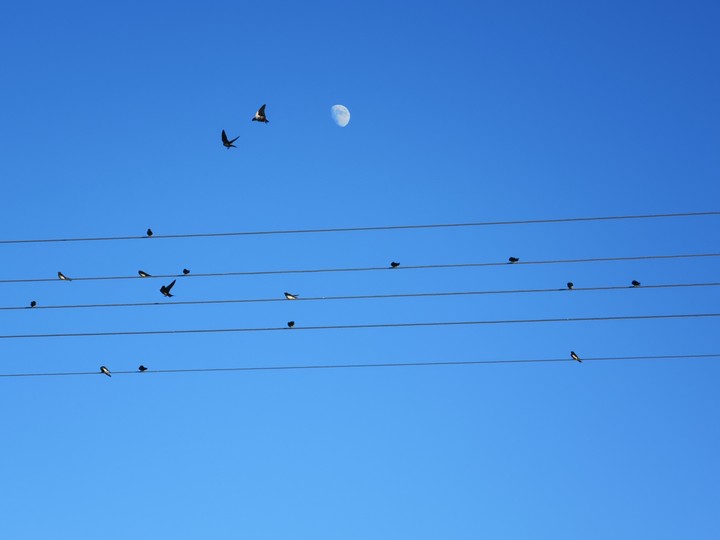 summer, blue, sky, moon, birds