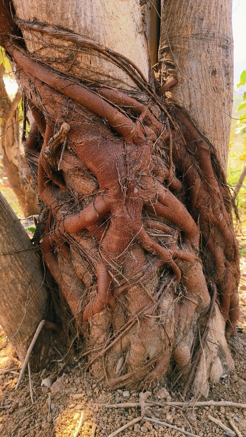 papéis de parede tree, trunk