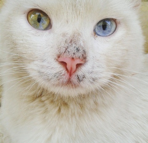 cat