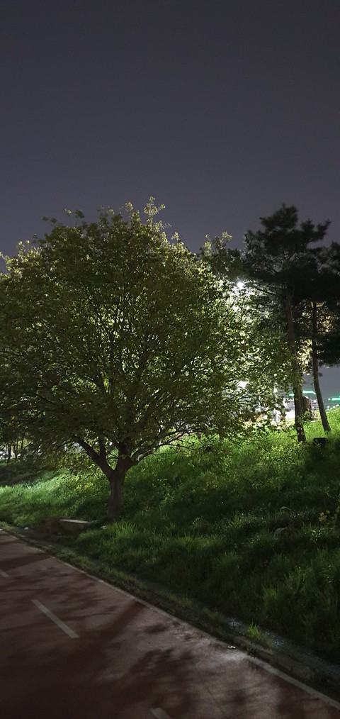 Line - tree of the night