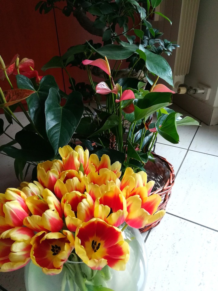 Plants