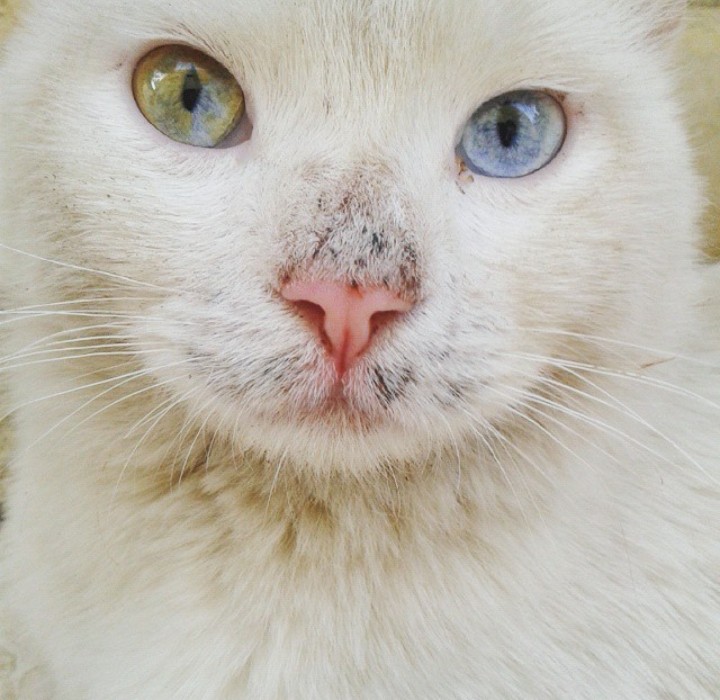 cat