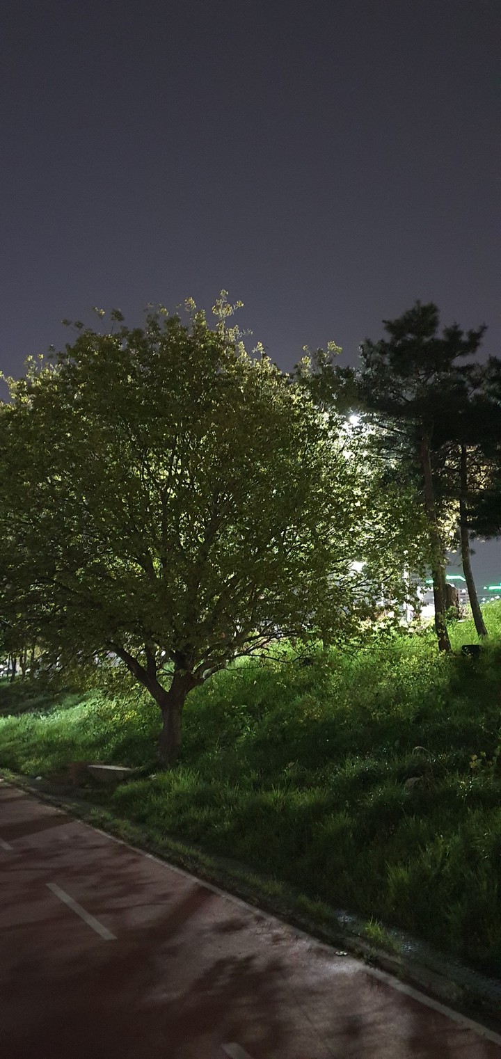 Line - tree of the night