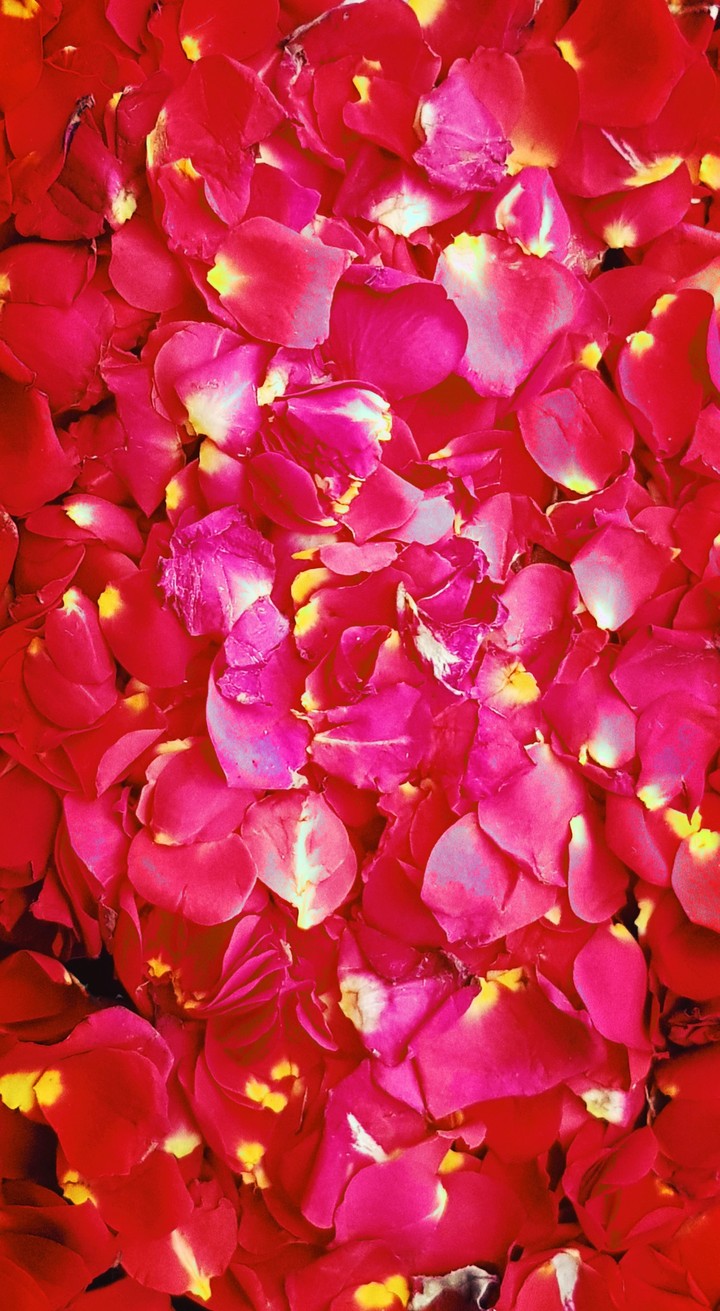 roses