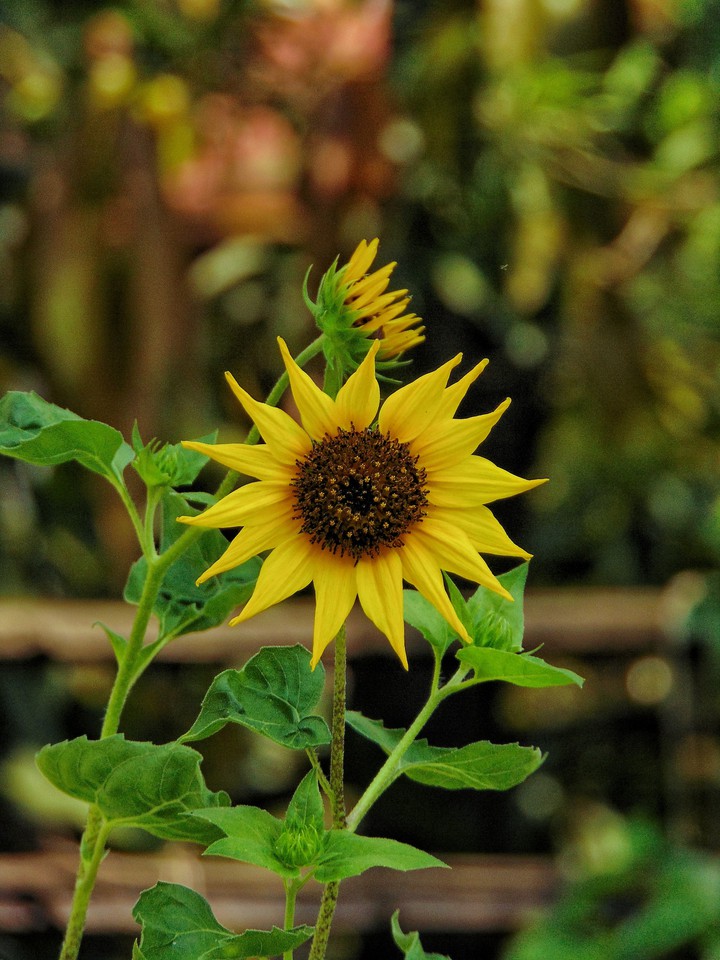 beautiful sunflower
