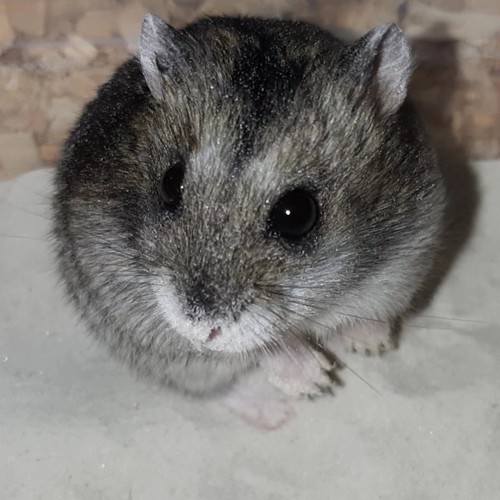hamster