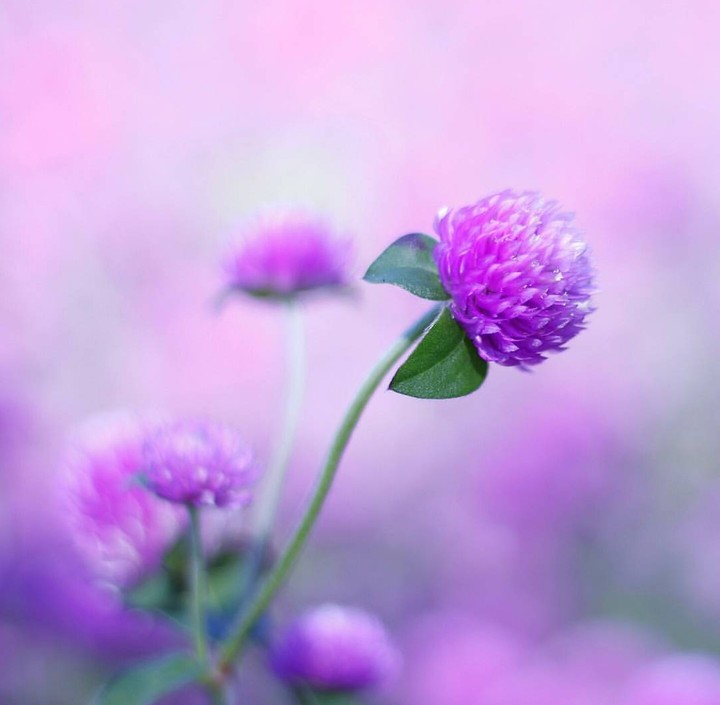 purple flower
