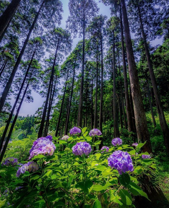 nature
