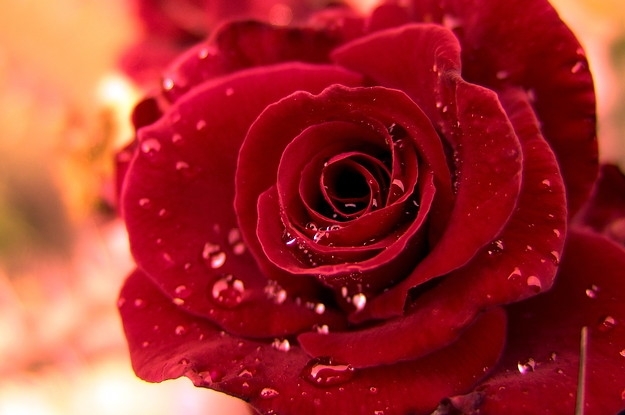Beautiful Rose