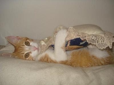 cat