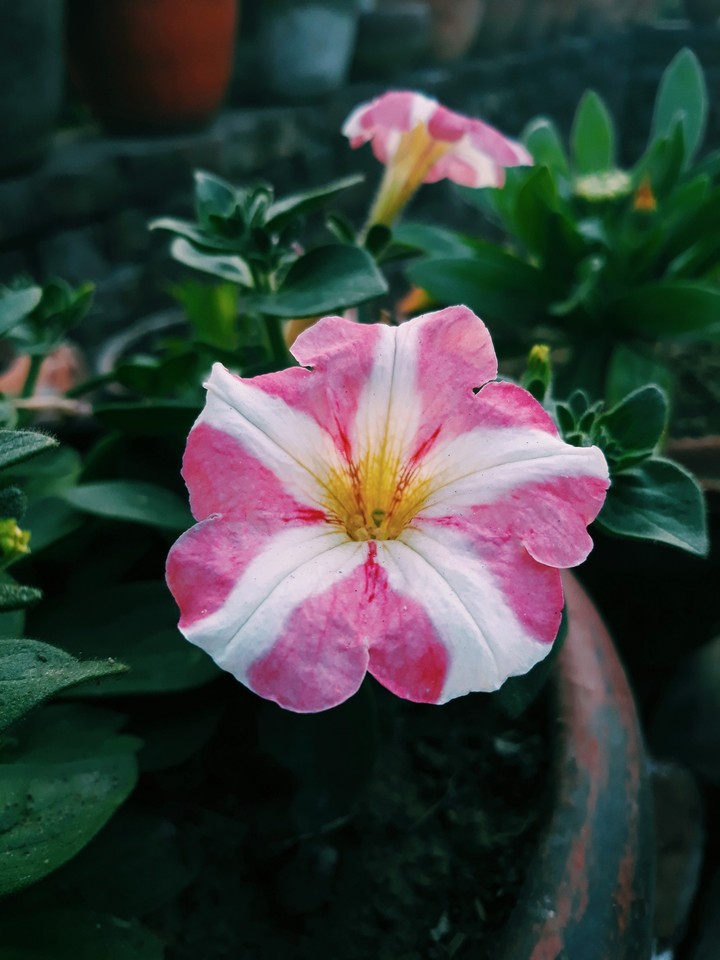 Flower #Pitunia