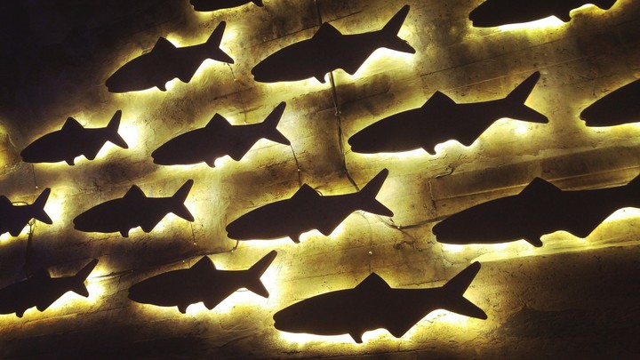 light fish