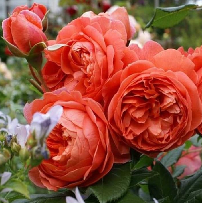 roses