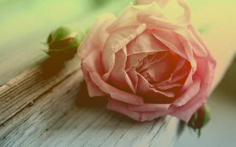 sfondi rose, plant