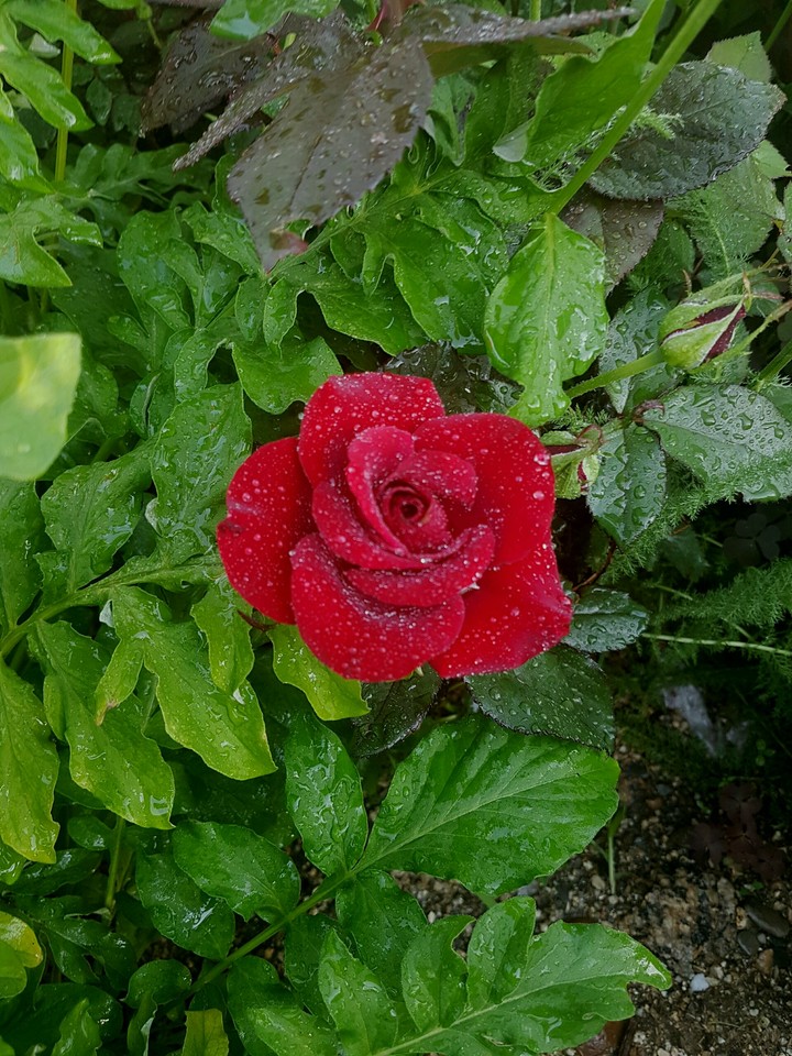 Flover