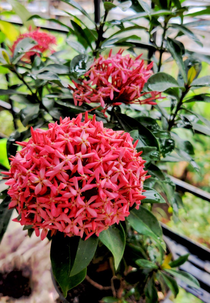 Ixora Flowers❤️❤️
