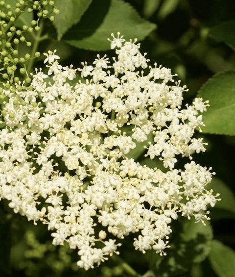 sfondi subshrub, shrub