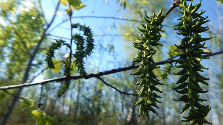 Es ist im Wald