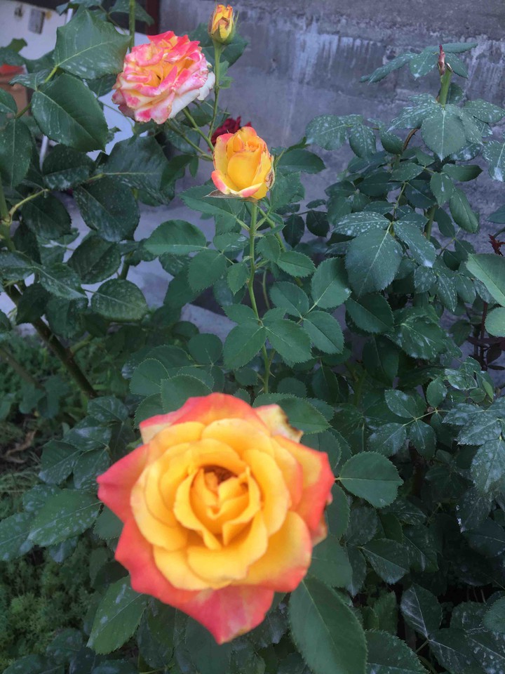 վարդեր